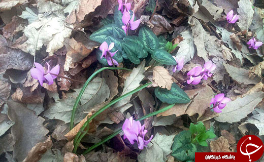 نرم نرمک می‌رسد اینک بهار