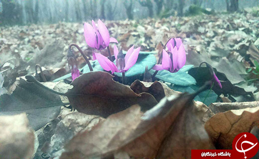 نرم نرمک می‌رسد اینک بهار