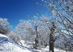 ایران یکپارچه سفیدپوش شد + فیلم