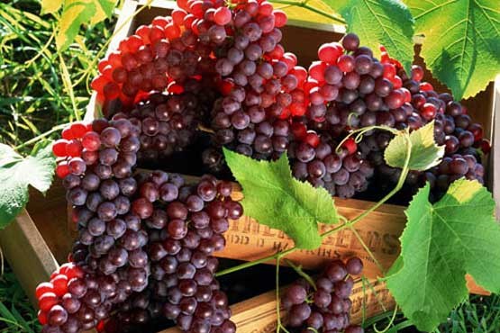 معجزه لاغری با سرکه سیب/جلوگیری از ابتلا به سرطان با خوردن این میوه/اثرات شیمی درمانی روی حافظه کودکان/بیماری از روی ماه تولد
