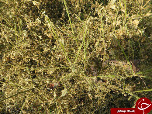 نگاهی گذرا به مهمترین رویداد‌های ۹ تیرماه در مازندران