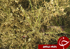 نگاهی گذرا به مهمترین رویداد‌های ۱۰ تیر در مازندران