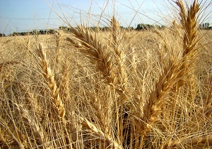 خرید تضمینی گندم کاهش یافته است