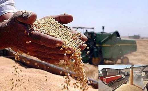 خریداری ۶۷ هزار تن گندم