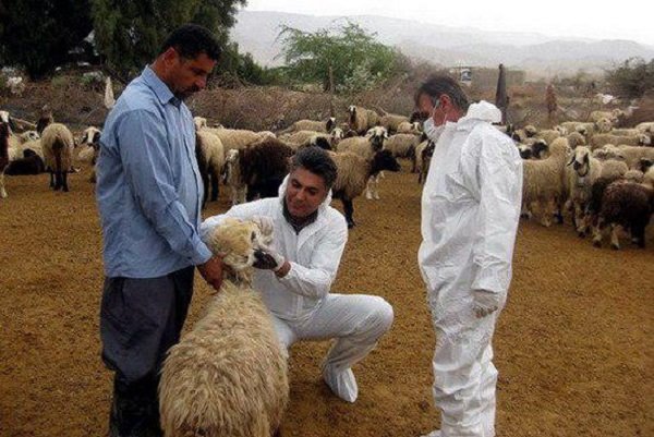 کارگاه آموزشی بیماری تب کریمه کنگو در بوشهر برگزار شد