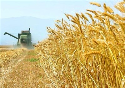 خرید تضمینی گندم به مرز 5 میلیون و 400 هزارتن رسید