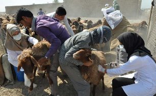 سم پاشی بیش از 332 هزار راس دام سبک و سنگین در جنوب کرمان