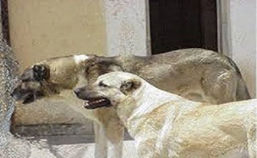 مرگ یک کودک در حمله سگ ها