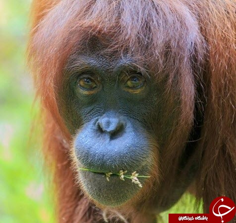 گونه‌های جانوری در حال انقراض را بشناسید+تصاویر