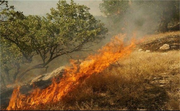 احتمال وقوع آتش‌سوزی در یک میلیون هکتار مراتع استان بوشهر
