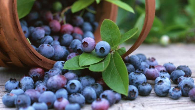 سوپرموادی که برای بدن معجزه آفرینی میکنند