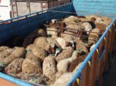 کشف 164 رأس گوسفند قاچاق