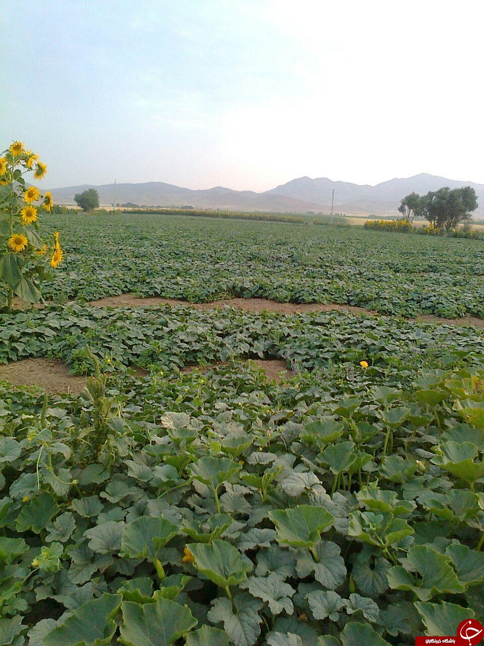 تصاویری از مزرعه خیار در روستای «ملابداغ»