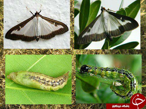 مرگ تدریجی شمشادهای خزری در مازندران