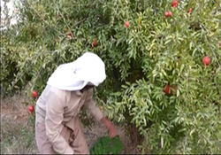 عاشقانه‌هایی از جنس خدمت به زائران حسینی (ع) + فیلم