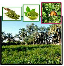 مازاری یا حناسابی، پیشه‌ای با قدمت ۷۰۰ سال در یزد + فیلم