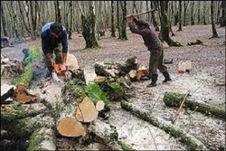 تبدیل شدن تمام منابع جنگلی به هیزم به دلیل کمبود نفت + فیلم