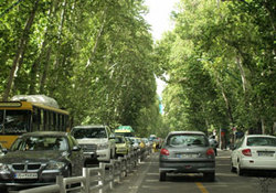 درختی شگفت انگیز با چند میوه + فیلم