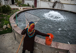 اختراع جالبی که پرورش دهندگان ماهی را از خسارت چندین میلیونی نجات داد + فیلم