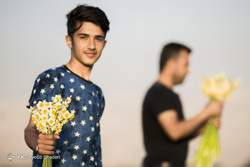 جشنواره برداشت گل نرگس