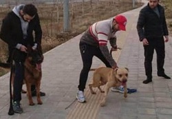 چرا سگ گردانی ممنوع است؟ + فیلم