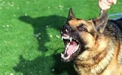 چرا سگ گردانی ممنوع است؟ + فیلم