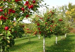 کشاورزی که با همت و تلاش مضاعف باغبانی هم می کند + فیلم