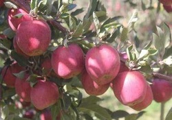 باغات چگونه دچار سرمازدگی می‌شوند؟ + فیلم