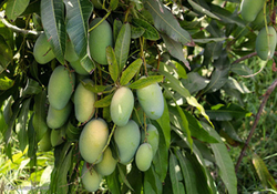 سرزمین انبه در جهان کجاست؟ + فیلم