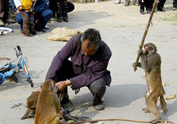 حمله میمون‌ها به کاروان عمره گذاران عمانی + فیلم