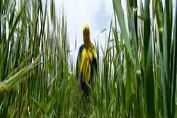 حکایت تاجرنماهایی که کشور را فدای سود خود می‌کنند + فیلم