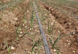 مزایای بذرپاشی خطی در باغچه + فیلم