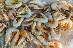 تلف شدن میگوها بر اثر قطع برق + فیلم