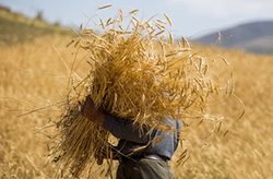 بازدید از مساجد و کلیساهای کهن در آذربایجان غربی + فیلم