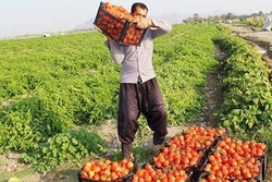 پس از مرغ و لبنیات، قیمت گوجه هم پرواز کرد + فیلم