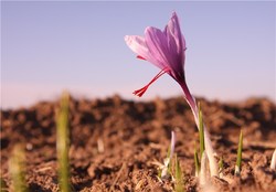 ماجرای فروش زعفران ۹۰ میلیون تومانی در ترکیه چیست؟ + فیلم