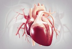 مبارزات شهید دستغیب با رژیم ستمشاهی +فیلم