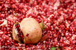 رب گیری انار در آیین سنتی «ناردُنگ»