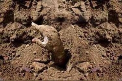 تصاویری از زامبی ها در آمریکا + فیلم