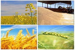 چگونه چای دبش در مسیر فساد قرار گرفت؟ + فیلم