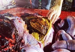 روایتی دیدنی از پرورش ماهی و اردک در یک شالیزار + فیلم