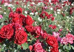 پای درد دل کامیون‌داران + فیلم