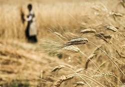 صندوقی که بر ایده زنان روستایی جامه عمل می پوشاند + فیلم