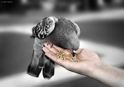 منع واردات پسماندهای پلاستیکی غیرقابل بازیافت در مالزی + فیلم