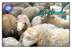دست خالی دامداران برای مقابله با تب کریمه کنگو + فیلم