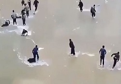 ماجرای تلف شدن ده‌ها قوچ و میش در پارک ملی گلستان + فیلم