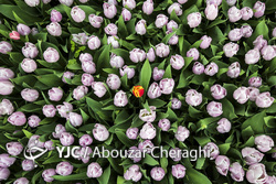 لاله‌ای برای مادران