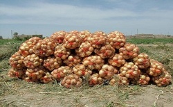 مشق زندگی برنج کاران در آب و گل/ سود سیل برای شالیکاران + فیلم