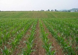 مزایای بذرپاشی خطی در باغچه + فیلم