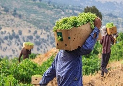 برداشت یاقوت سبز در کارون